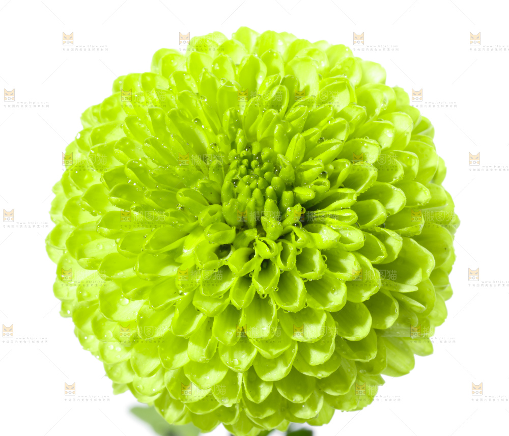 白底上放着绿色绣球菊