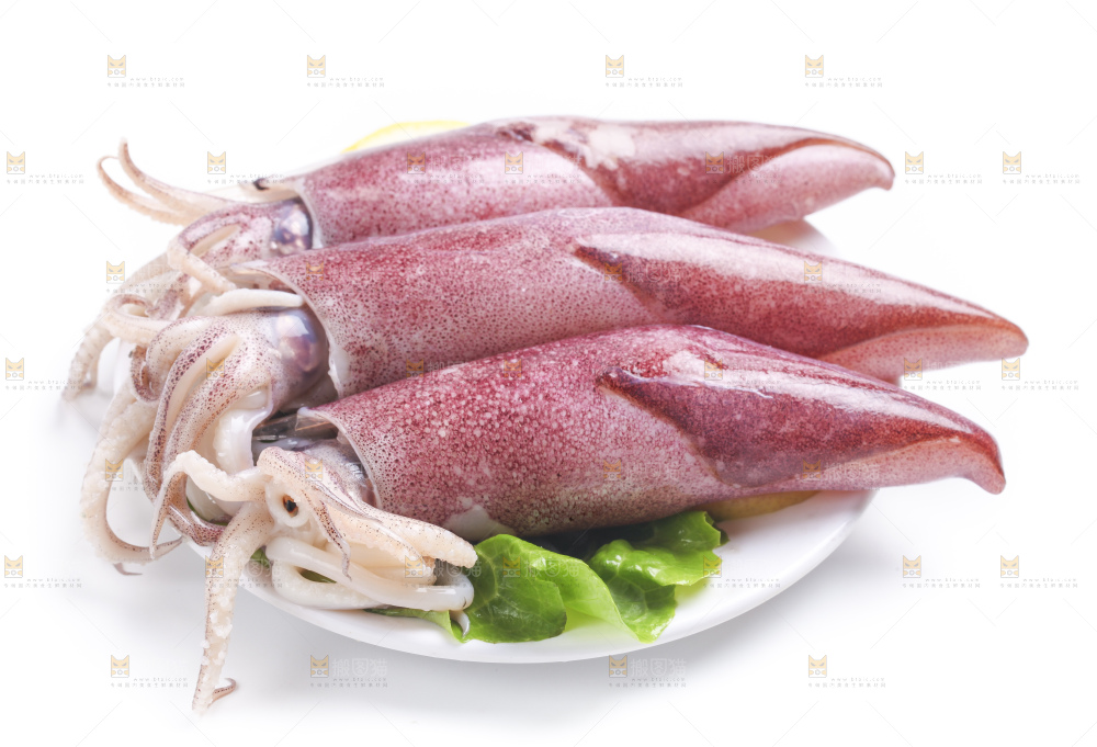白底上的鱿鱼