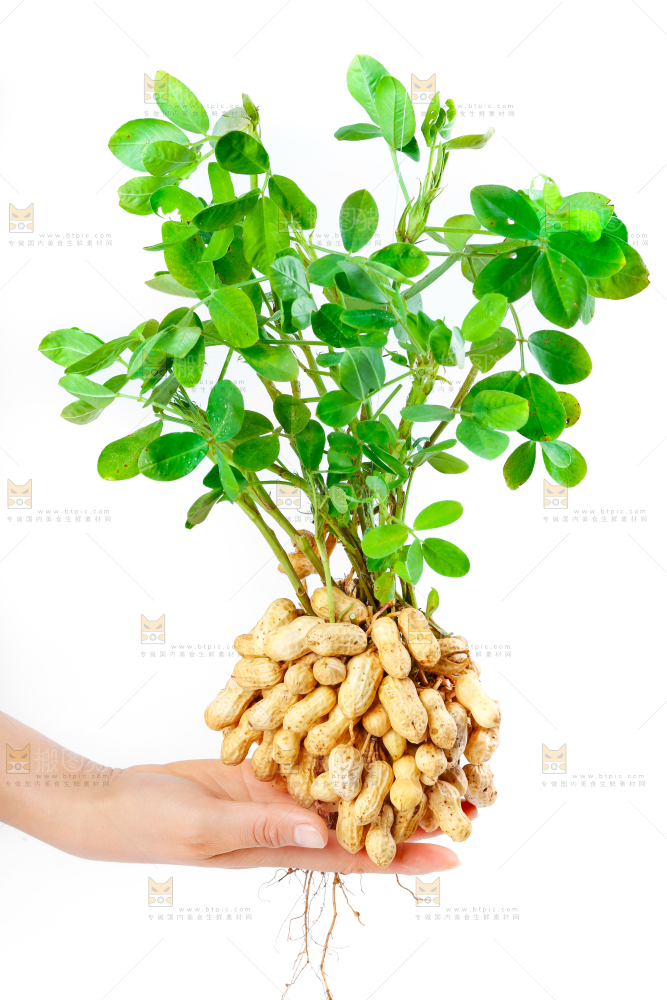 白底上手里拿着新鲜带壳花生