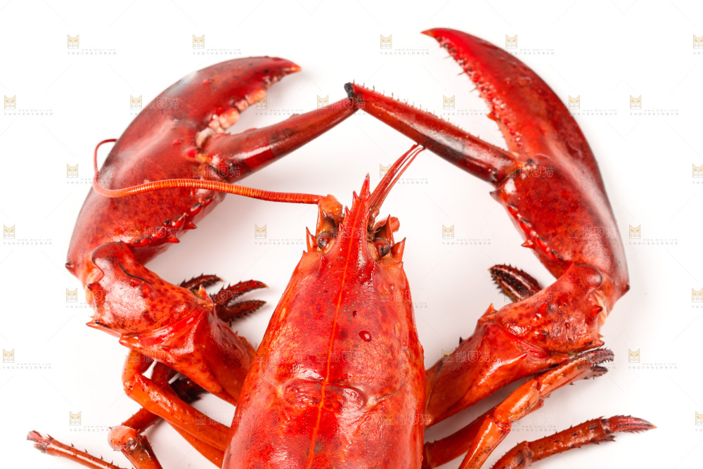 白底上放着澳洲龙虾