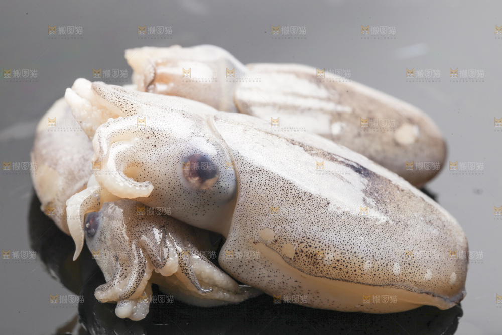 深底上的墨斗鱼