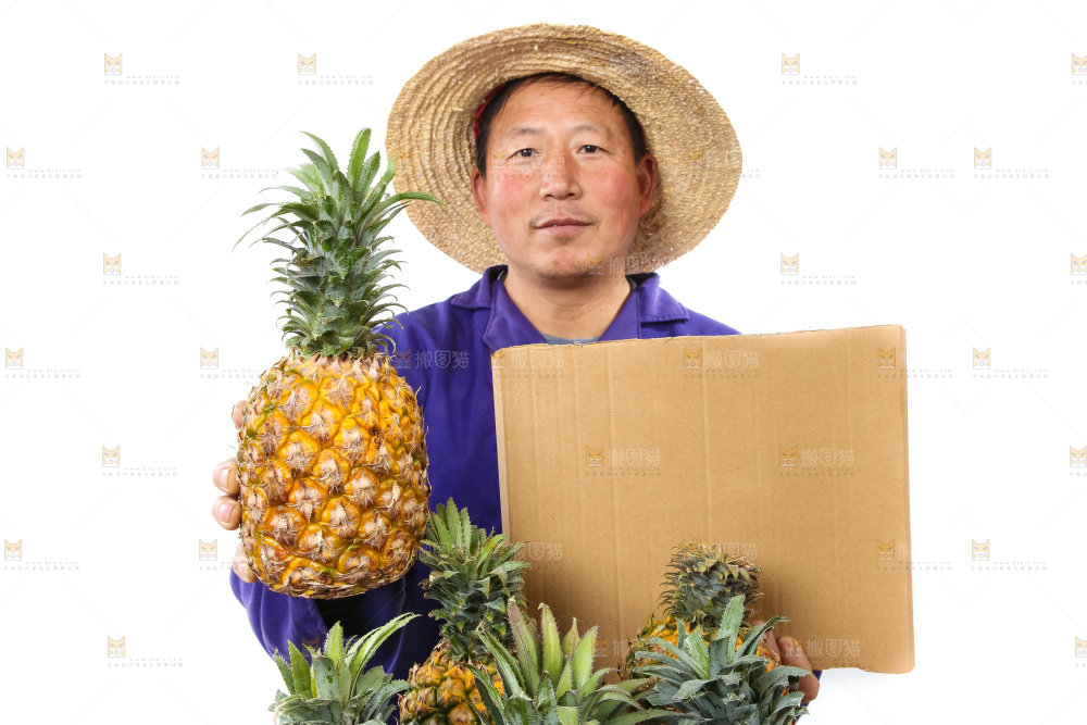 农民手里拿着香水菠萝