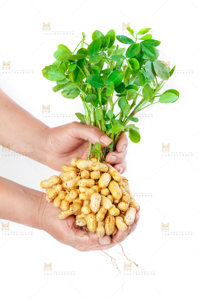 手上捧着湿花生