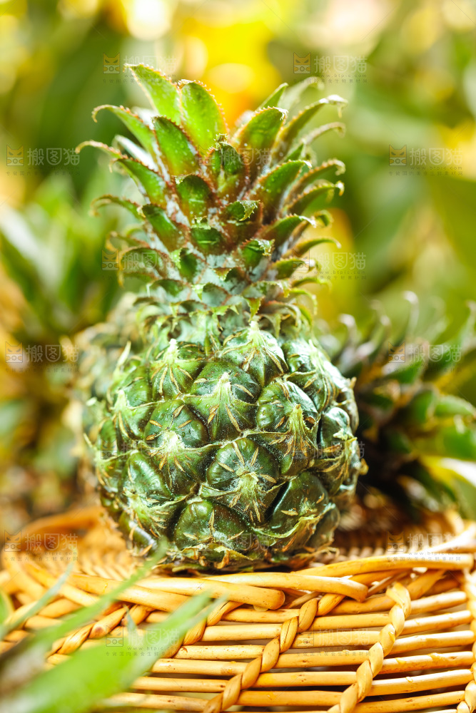 篮子里的新鲜小菠萝