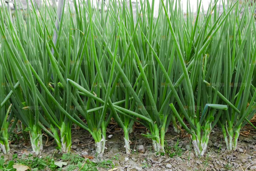 地里长着小葱