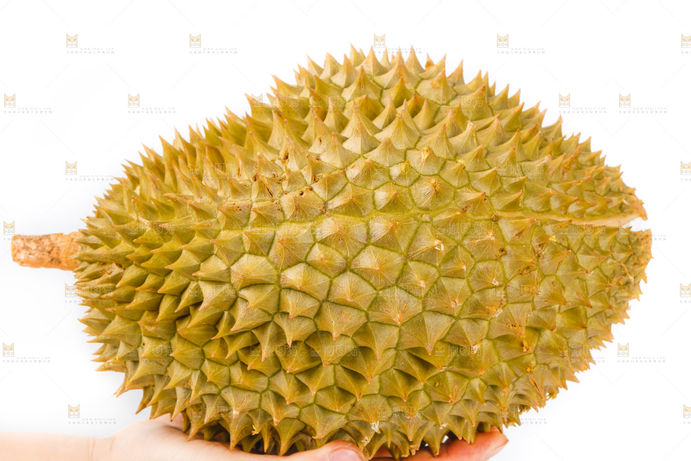 手里拿着泰国金枕榴莲
