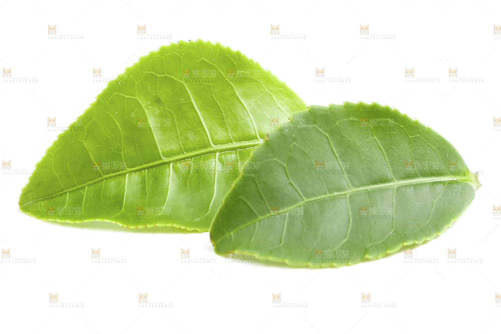 白底上的茶叶