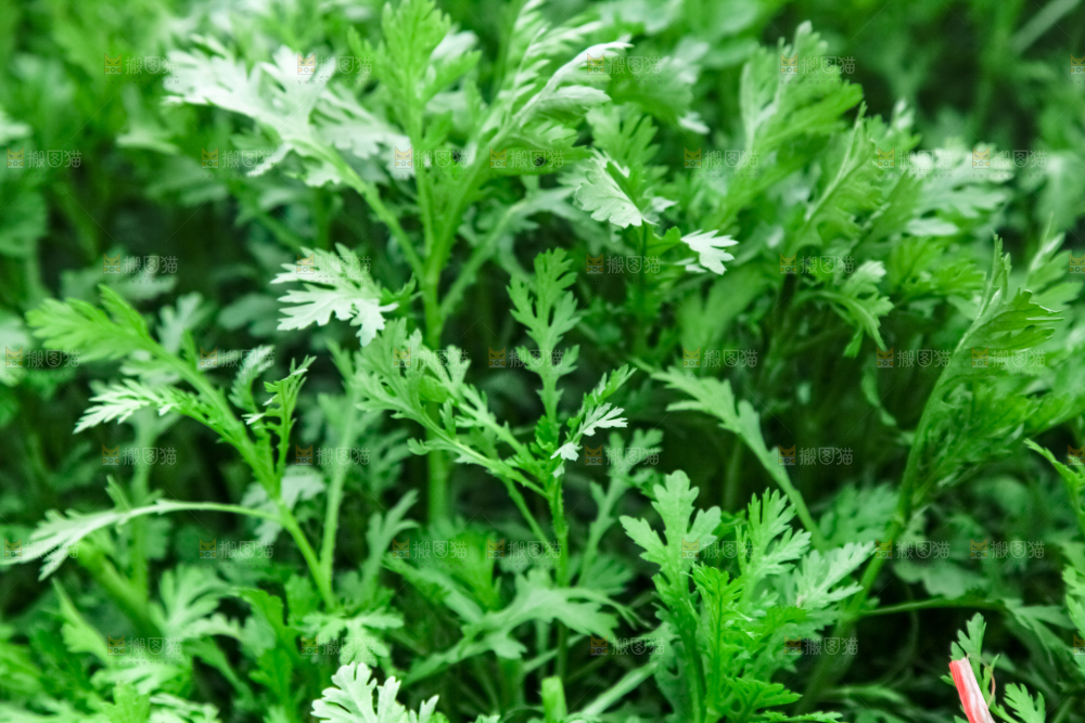 地里种着蔬菜