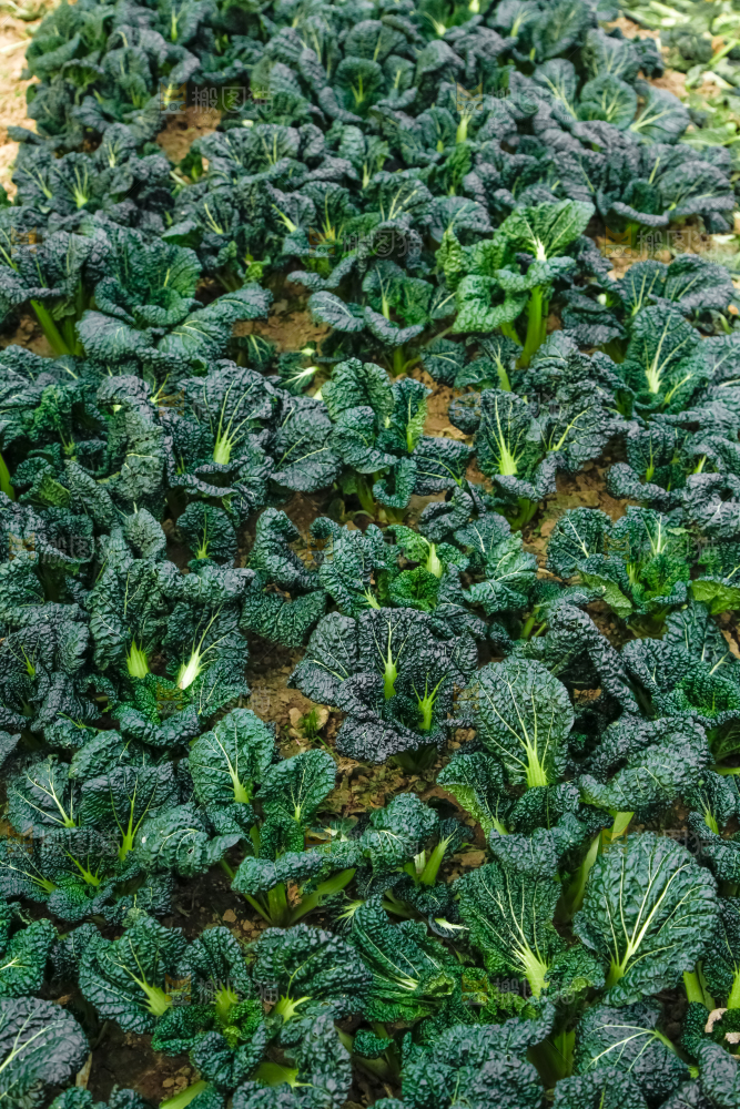 地里种着蔬菜