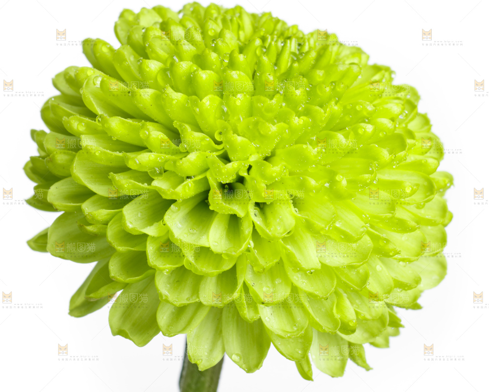 白底上放着绿色绣球菊