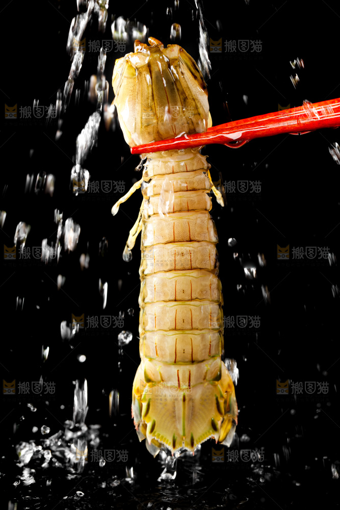 筷子上夹着虾姑