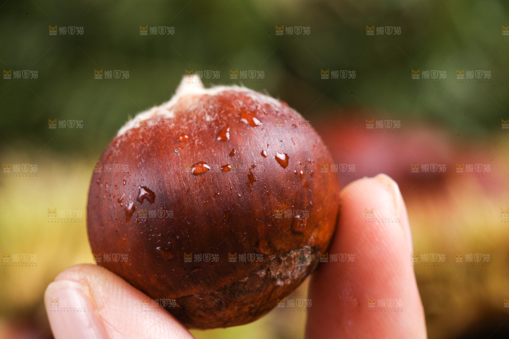 手里拿着新鲜板栗