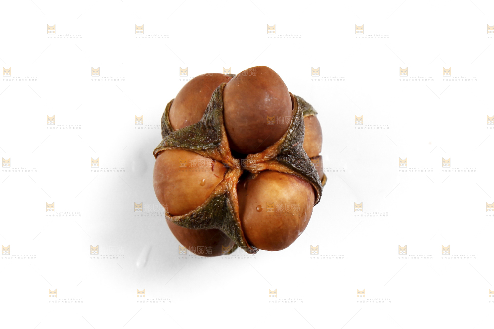 白底上的茶树果