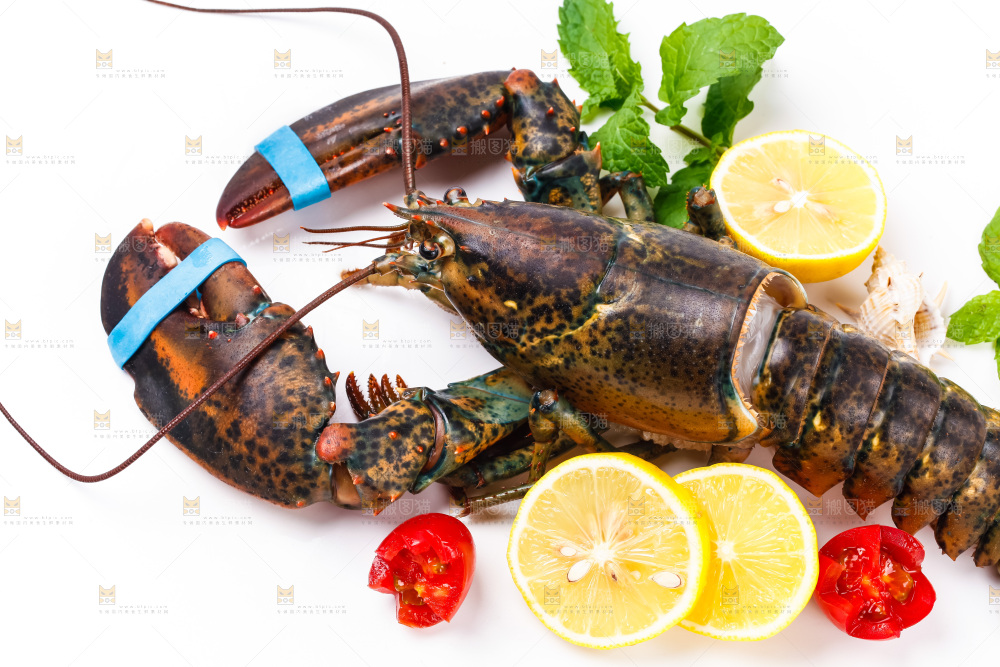 浅底上的澳洲龙虾