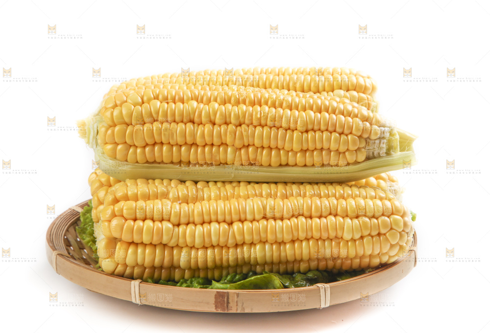 白底上的新鲜玉米