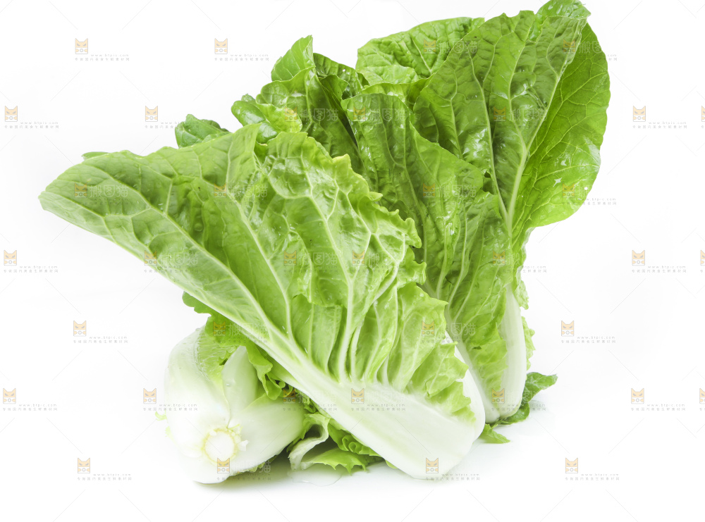 白底上放着大白菜