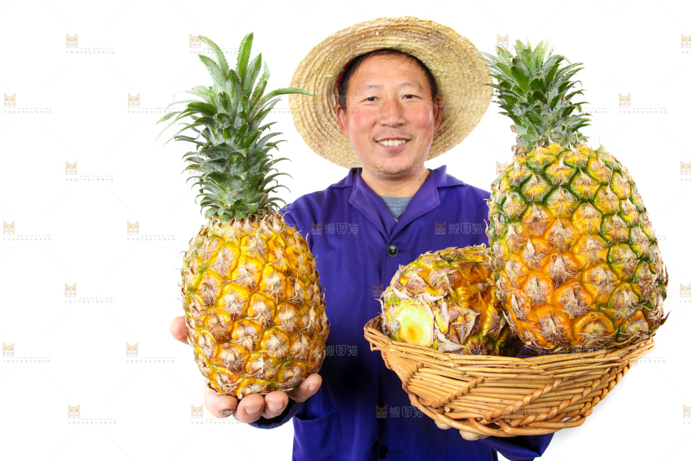 农民手里拿着香水菠萝