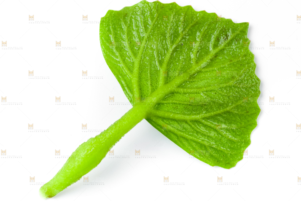 浅底上的新鲜菱角