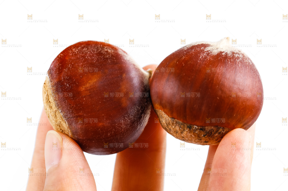 手里拿着新鲜板栗