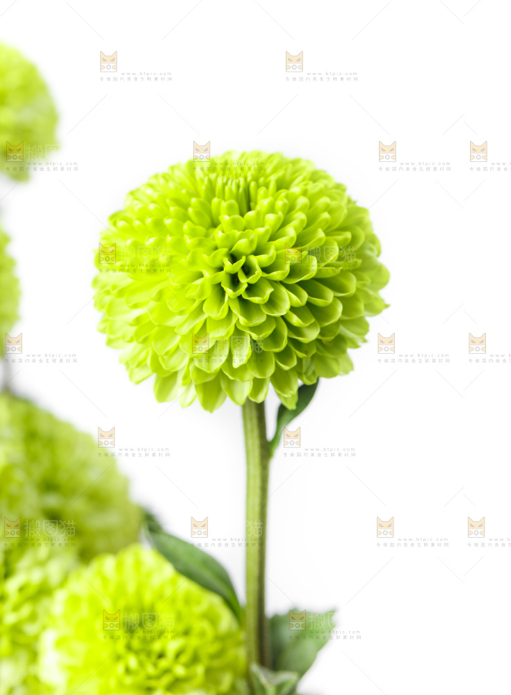 白底上放着绿色绣球菊