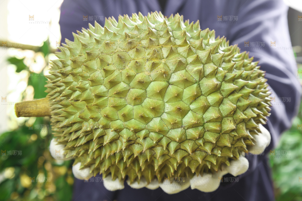 手里拿着新鲜榴莲