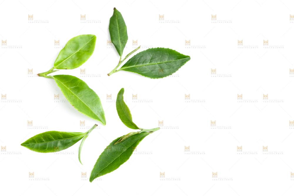 白底上的茶叶