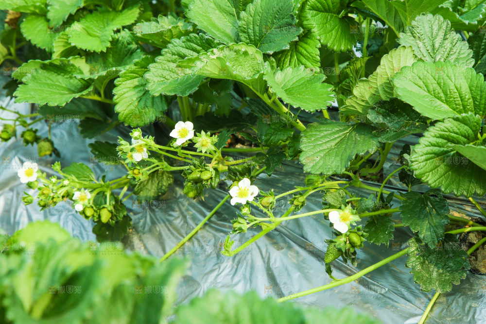 草莓种植基地