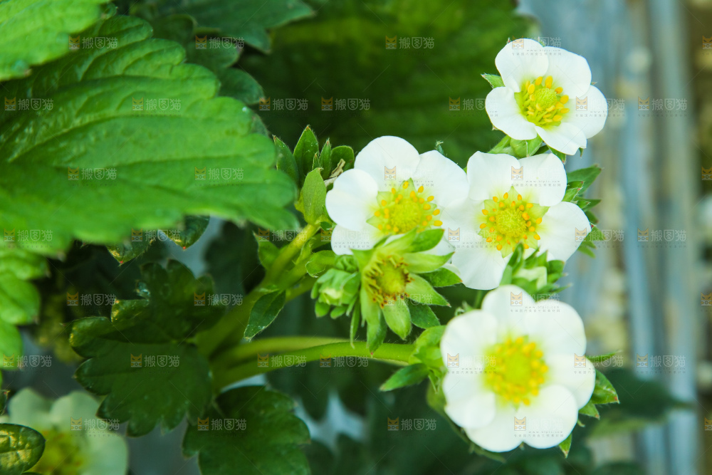 草莓种植基地