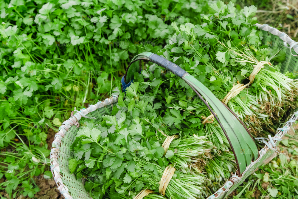 地里种着蔬菜