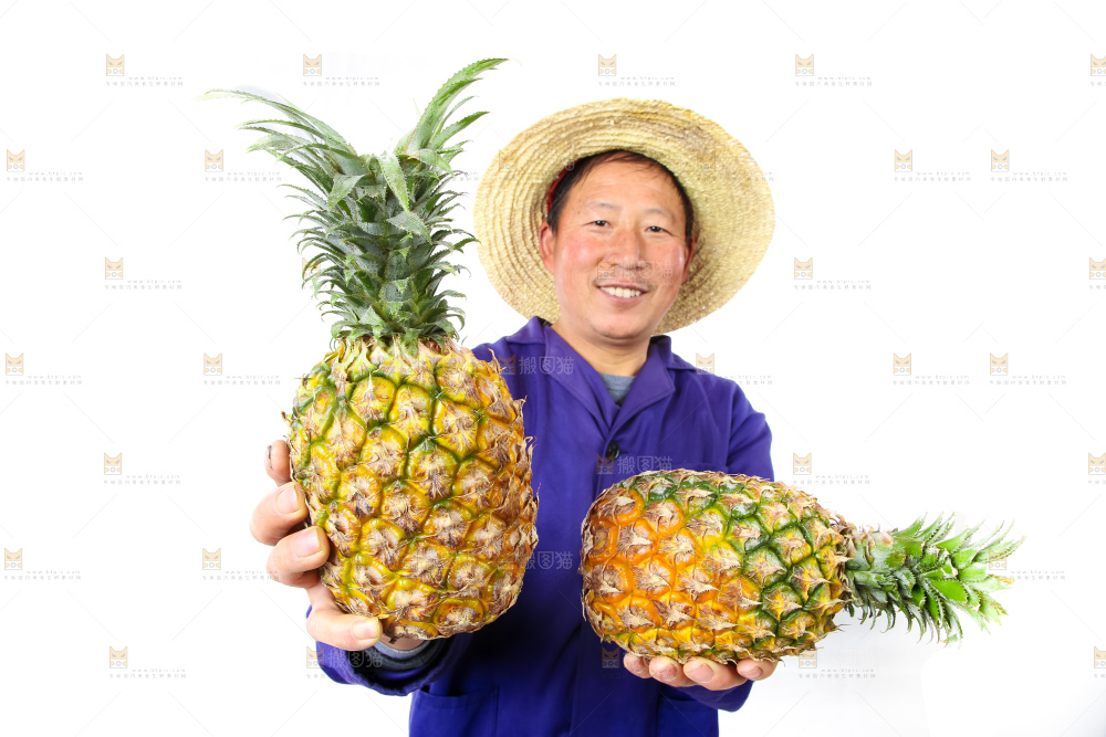 农民手里拿着香水菠萝