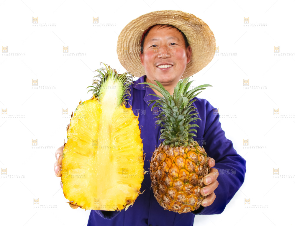 农民手里拿着香水菠萝