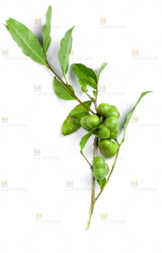 白底上摆放着茶叶子