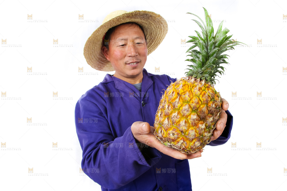 农民手里拿着香水菠萝