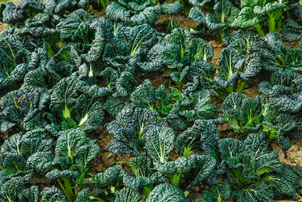 地里种着蔬菜