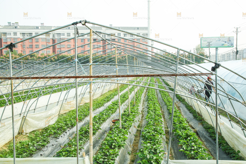 草莓种植基地