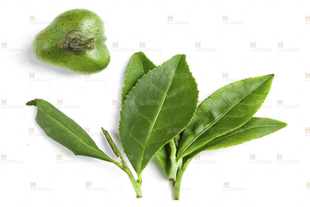 白底上放着绿茶叶