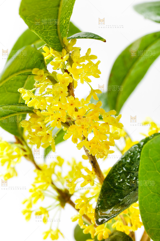 白底上放着新鲜桂花