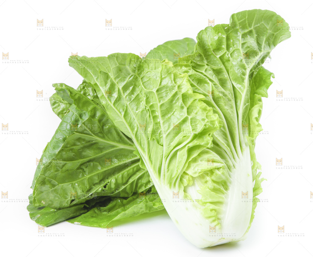 白底上放着大白菜