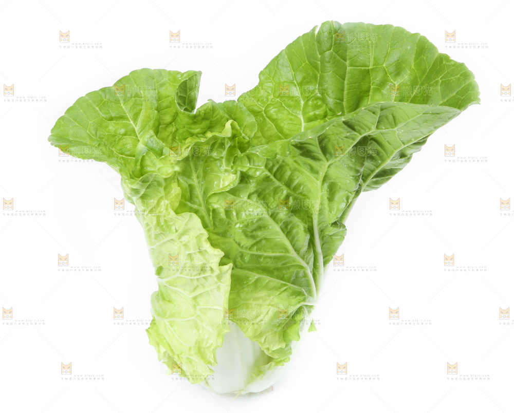 白底上放着大白菜