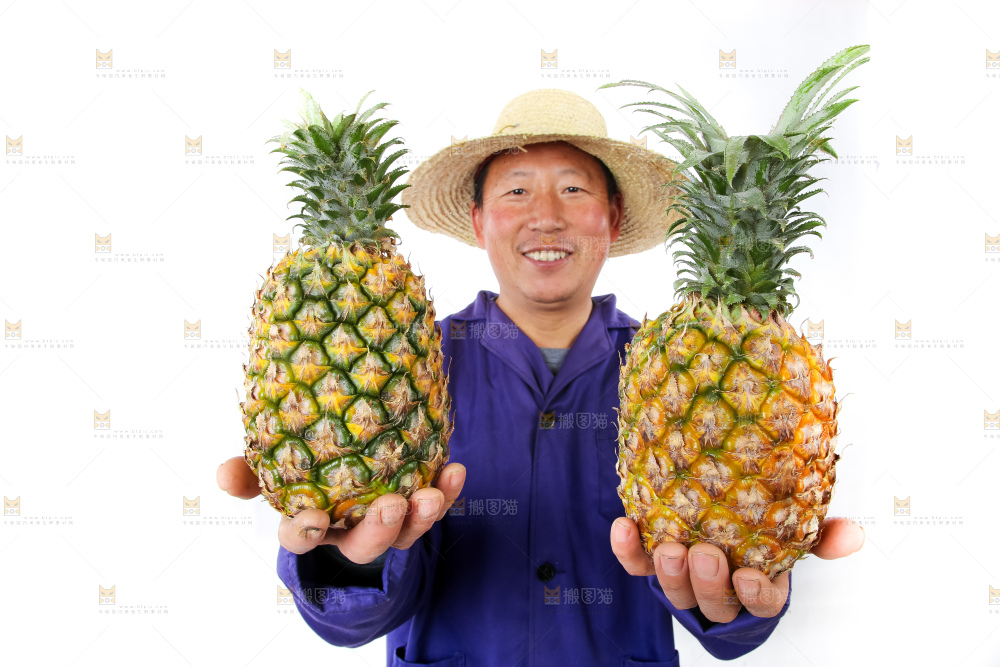 农民手里拿着香水菠萝