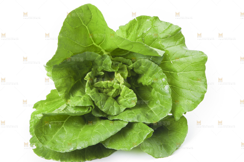 白底上放着大白菜