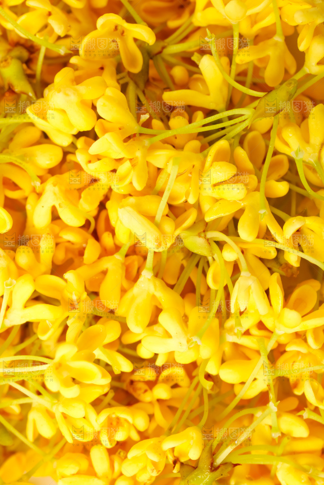 盘里的金桂花
