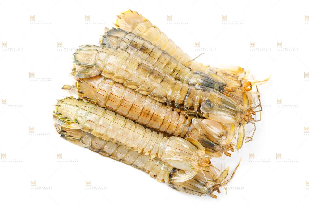 白底上的皮皮虾