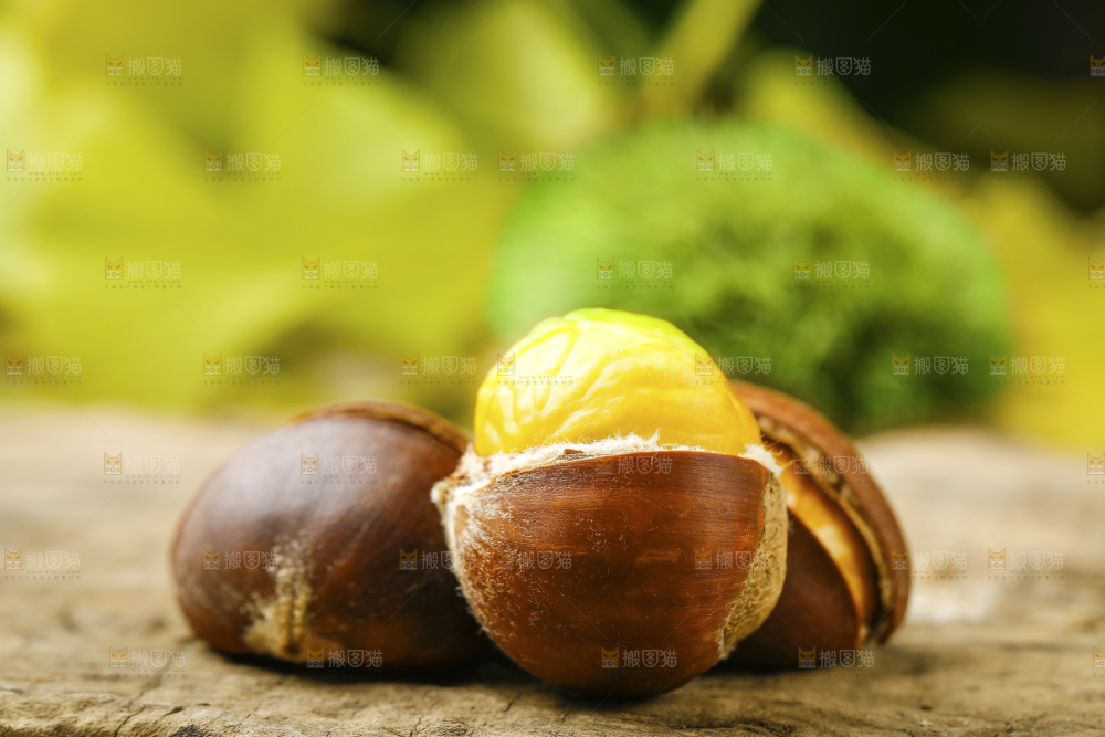 深底上的迁西板栗