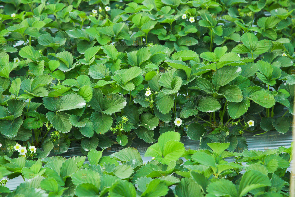 草莓种植基地