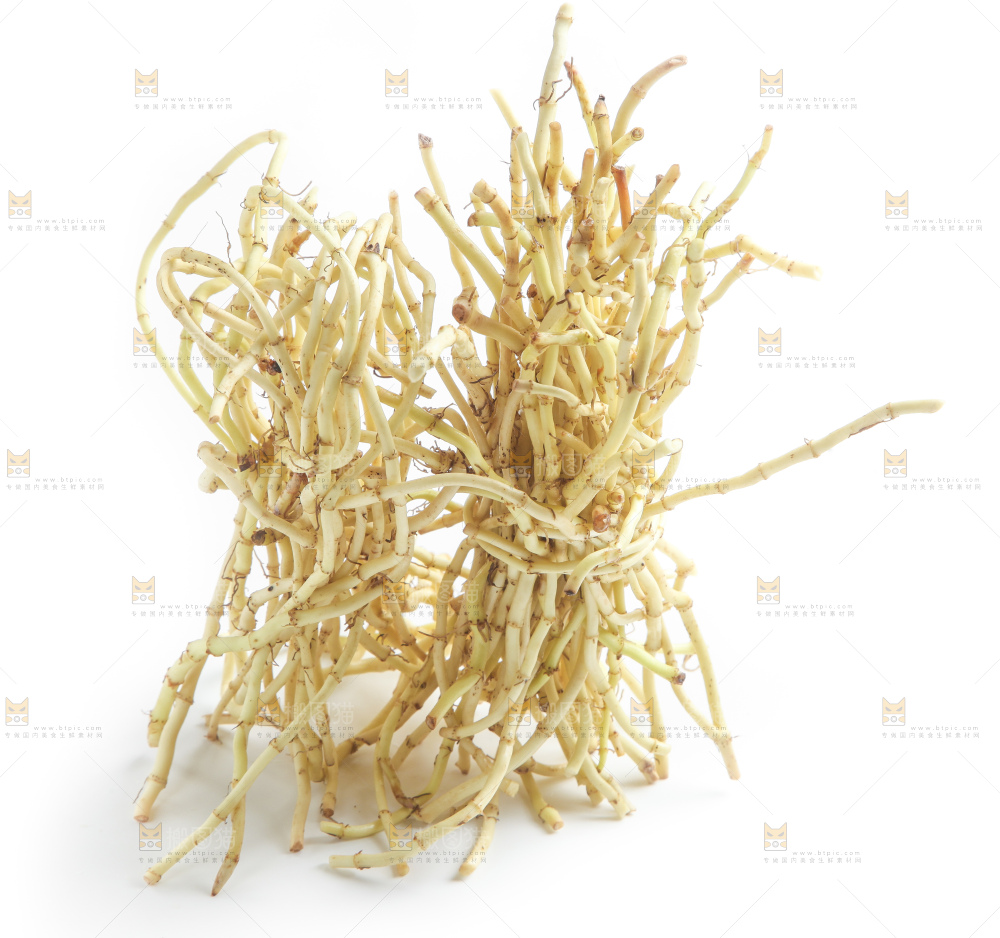 白底上的鱼腥草