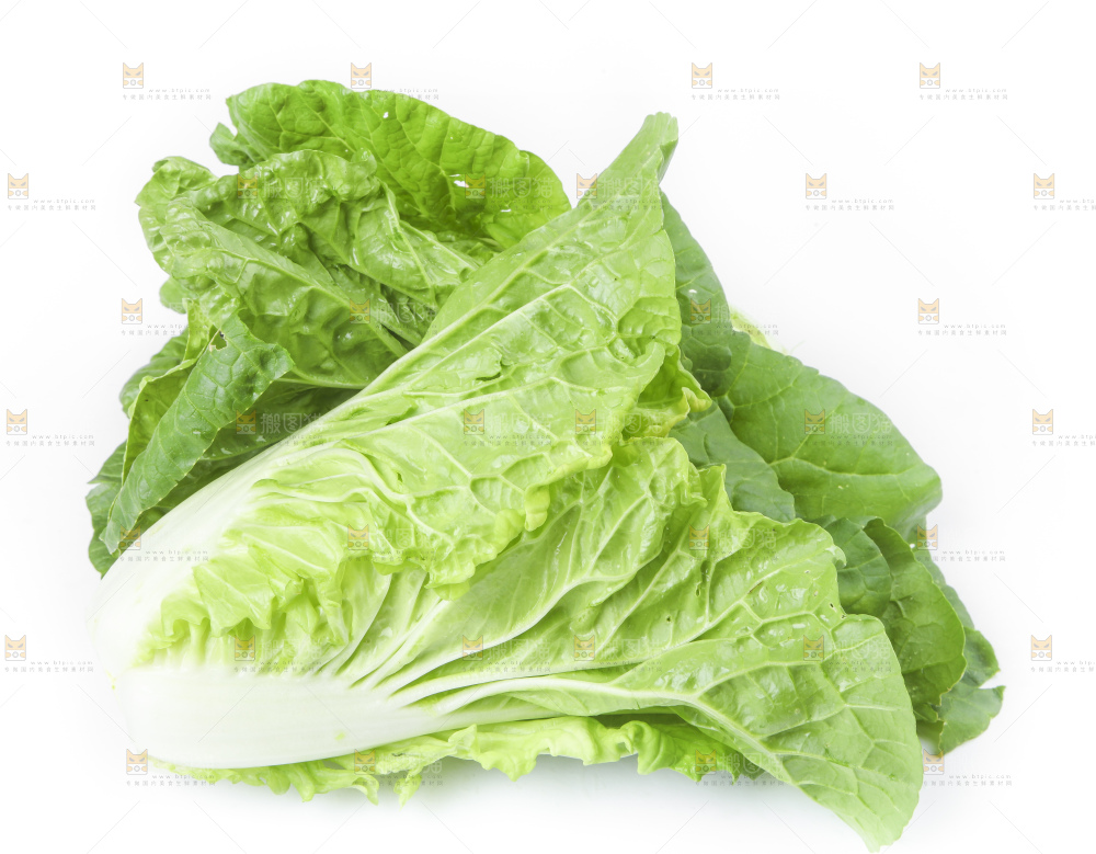白底上放着大白菜