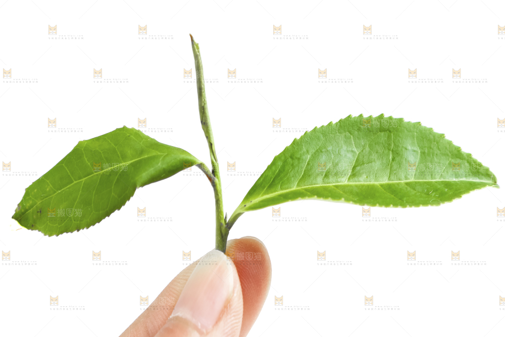 白底上的茶叶