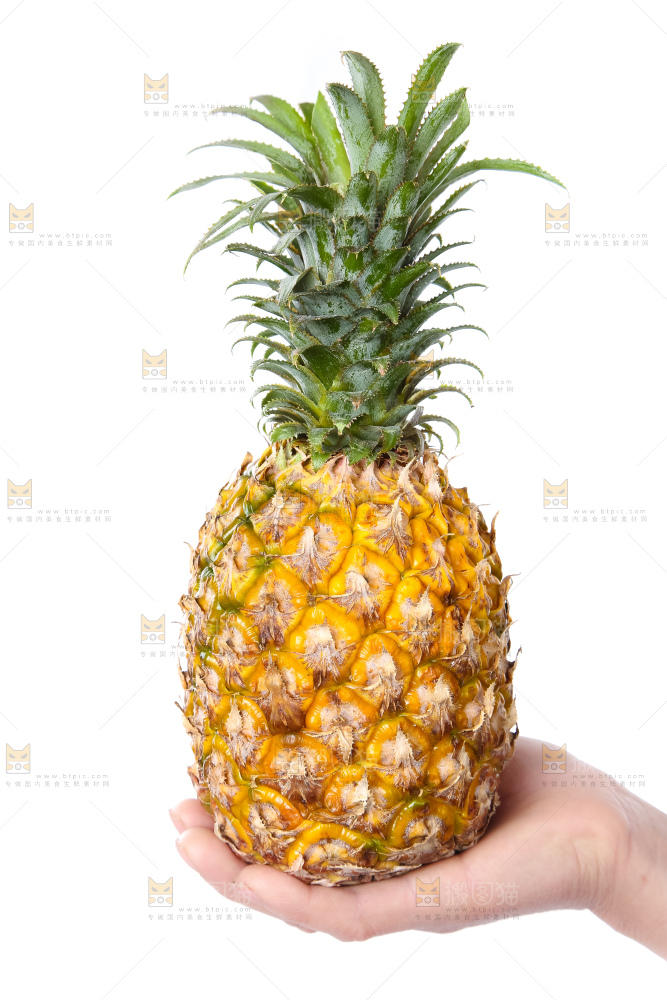 农民手里拿着香水菠萝