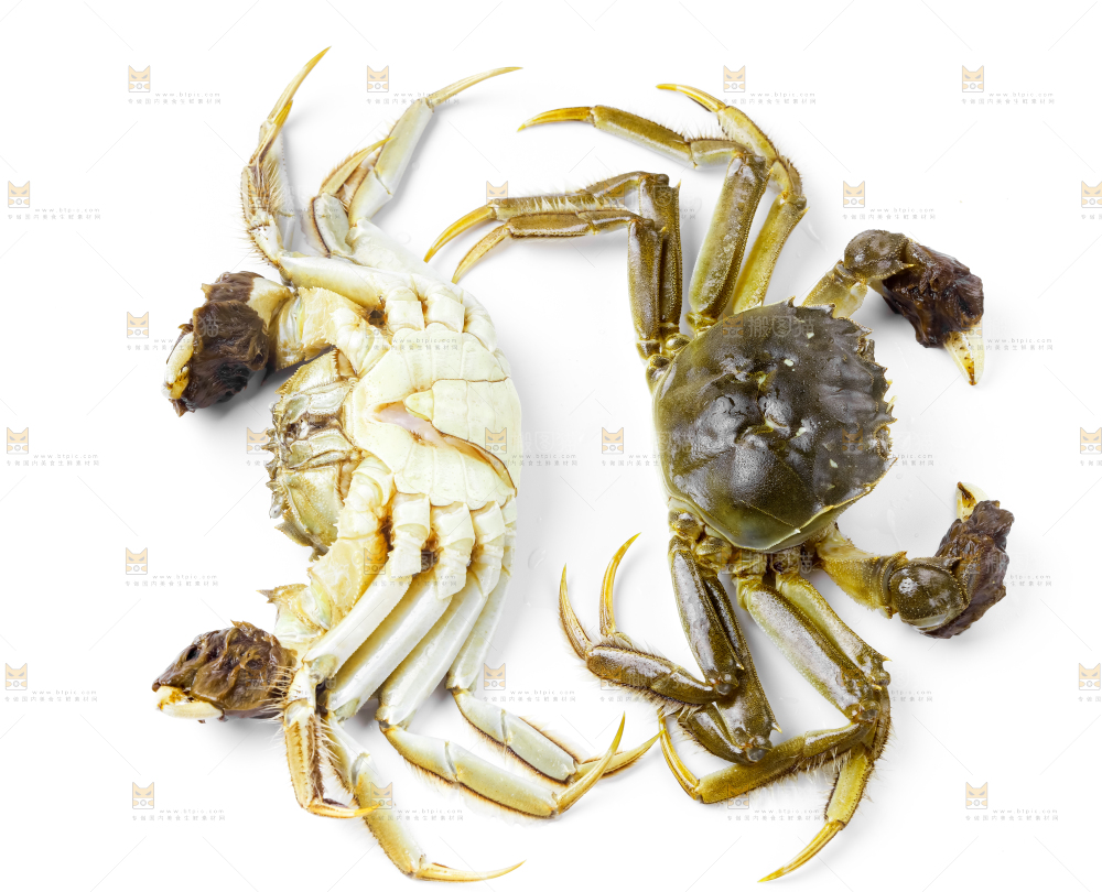 浅底上的鲜活螃蟹
